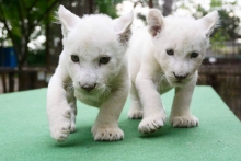 fehér kis oroszlánok