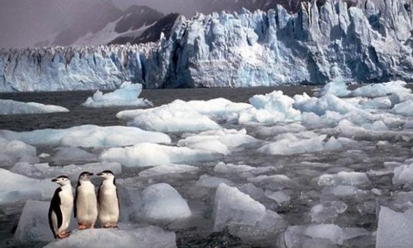 pingvinek az Antarktiszon