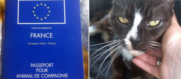 macska és útlevele