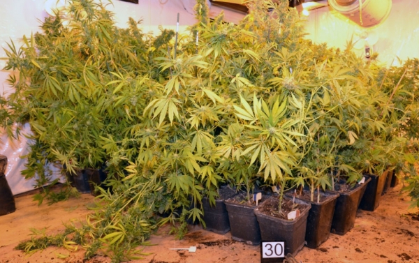 marihuana termesztés